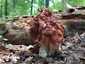 Vörösbarna papsapkagomba (Gyromitra fastigiata), Budai-hegység